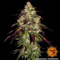Amnesia Lemon Strain