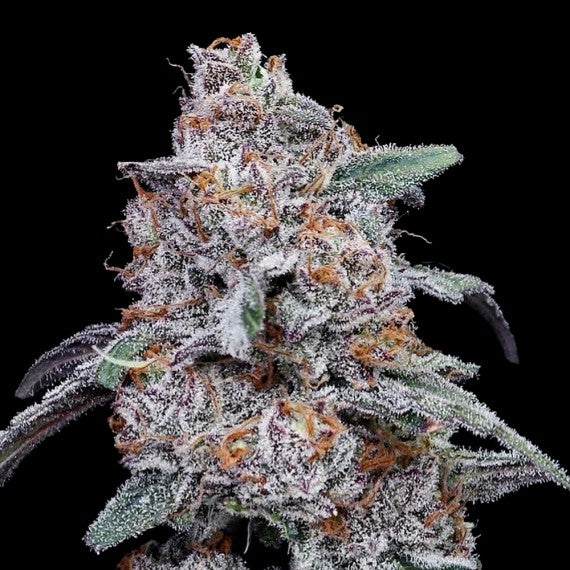Purple People Eater