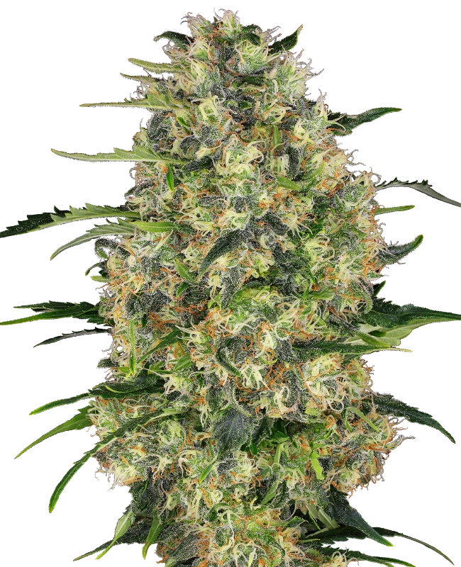 Semi di Black Domina Femminizzati