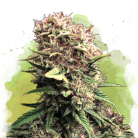OG Kush Autofiorente