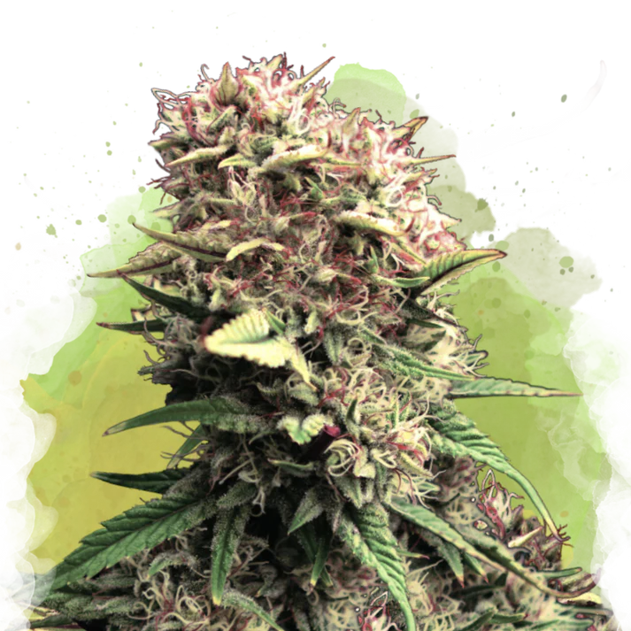 OG Kush Autofiorente
