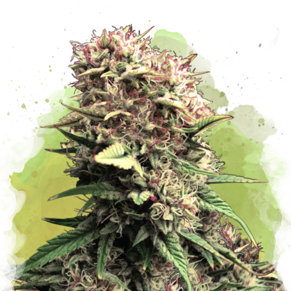 OG Kush Autofiorente