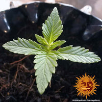 Cookies Kush Strain