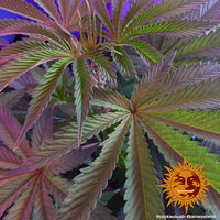 Cookies Kush Strain