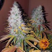 Cookies Kush Strain