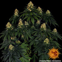 Skywalker OG Auto Strain