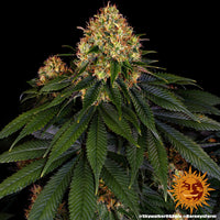Skywalker OG Auto Strain