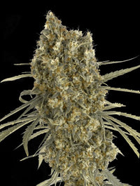 Auto Jack Herer