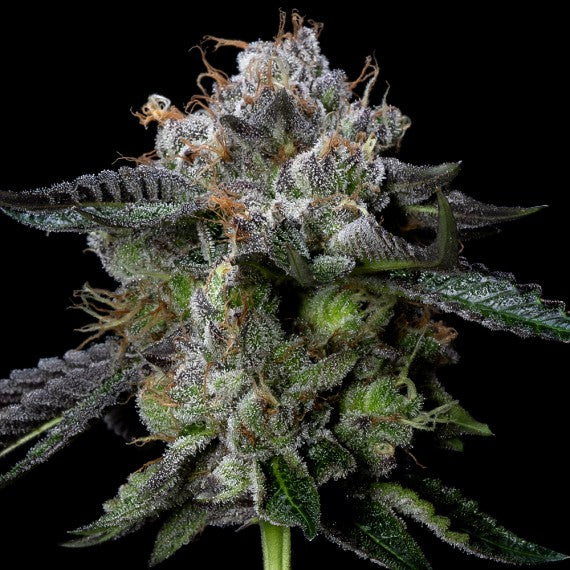Four Prophets Feminized