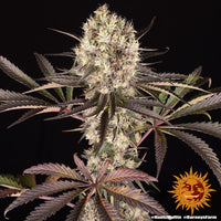 Runtz Muffin Strain