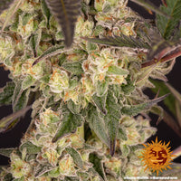 Runtz Muffin Strain
