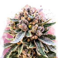 Cherry Blossom v2 CBD femminizzato