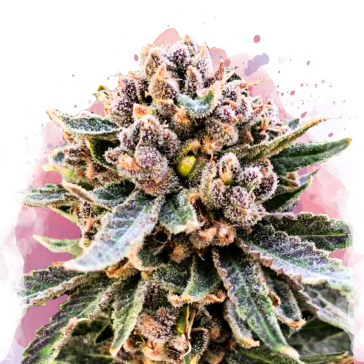 Cherry Blossom v2 CBD femminizzato