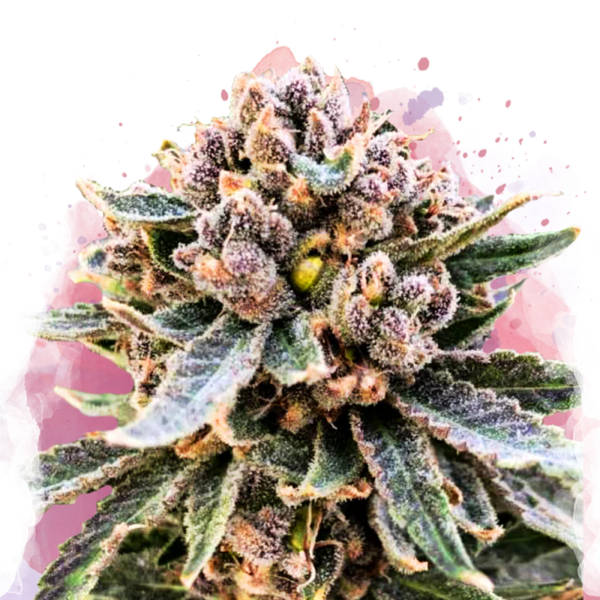 Cherry Blossom v2 CBD femminizzato