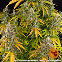 Watermelon Zkittlez Auto Strain