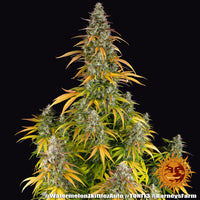 Watermelon Zkittlez Auto Strain