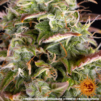 Watermelon Zkittlez Auto Strain