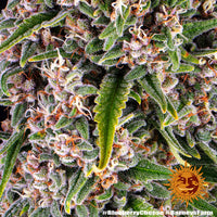 Blue Cheese Strain