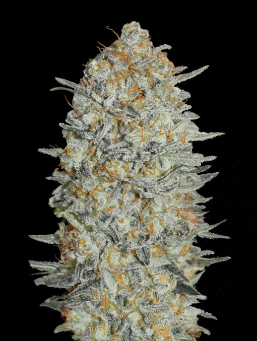 Gelato #33