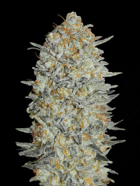 Gelato #33