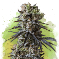 Lithium OG Kush Autofiorente