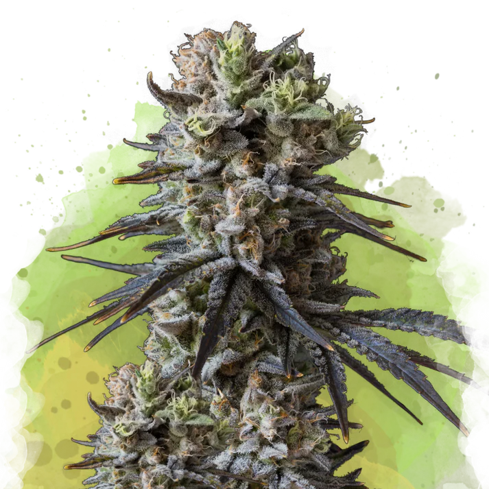 Lithium OG Kush Autofiorente