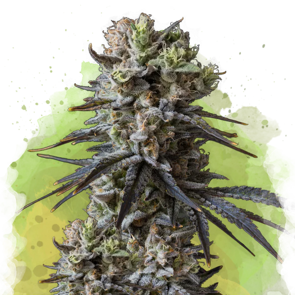 Lithium OG Kush Autofiorente