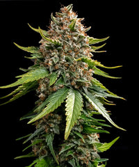 MR. NORTHERN OG