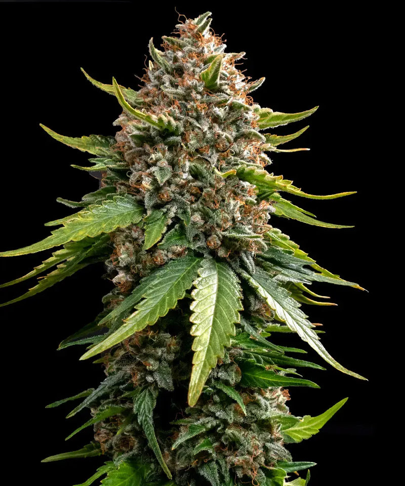MR. NORTHERN OG