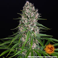 Blue Cheese Strain