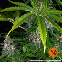 Blue Cheese Strain