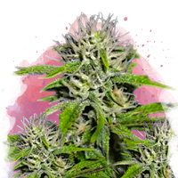 Cherry Wine v2 CBD femminizzato