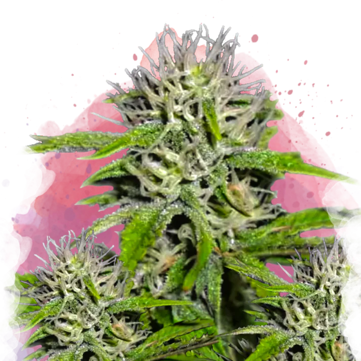 Cherry Wine v2 CBD femminizzato