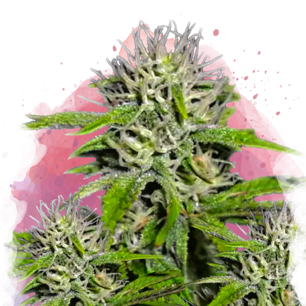 Cherry Wine v2 CBD femminizzato