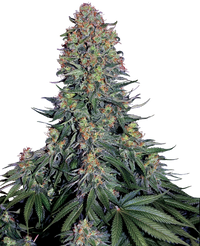 Semi di Blue Skunk Femminizzati