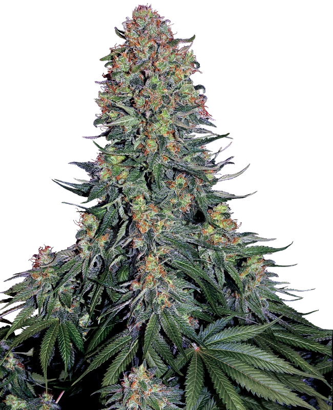 Semi di Blue Skunk Femminizzati