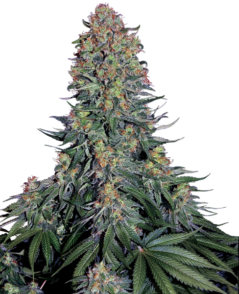 Semi di Blue Skunk Femminizzati