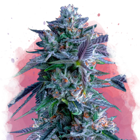 Chocolope Femminilizzata
