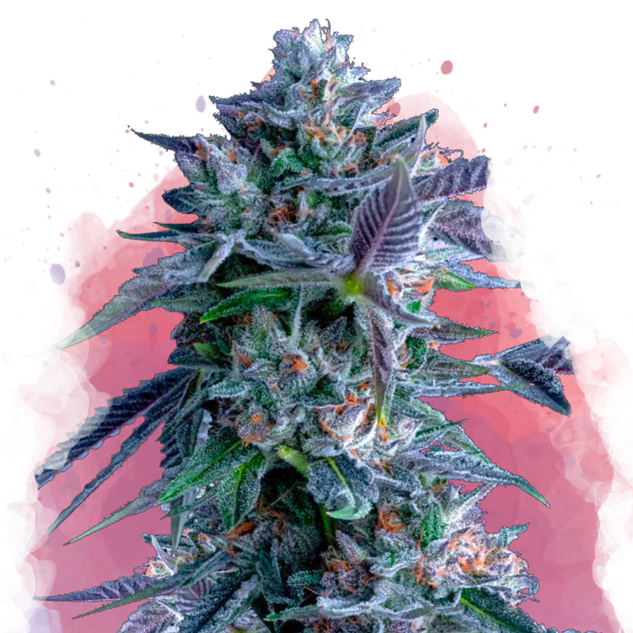 Chocolope Femminilizzata