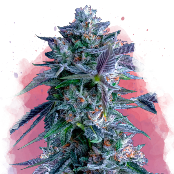 Chocolope Femminilizzata
