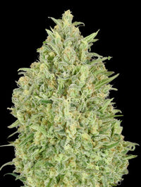 Auto Pineapple Glue