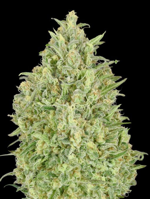 Auto Pineapple Glue