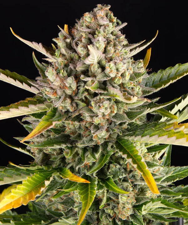 Strawberry Cheesecake Auto