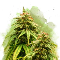 Amnesia Haze Autofiorente