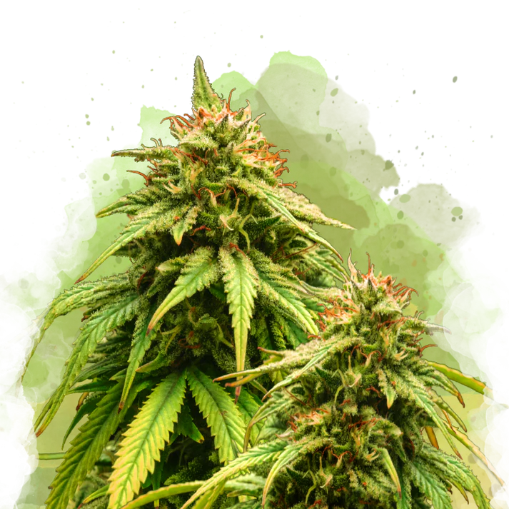 Amnesia Haze Autofiorente