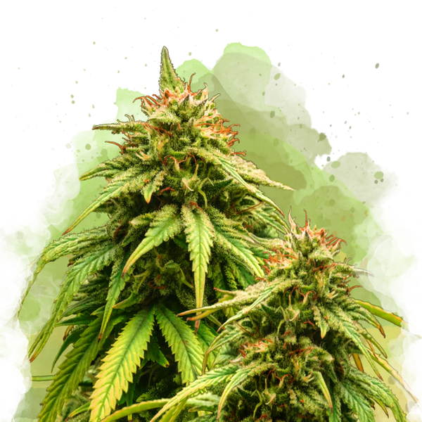 Amnesia Haze Autofiorente