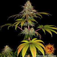 Wedding Cake Strain