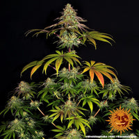 Wedding Cake Strain