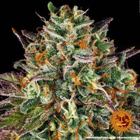 Wedding Cake Strain