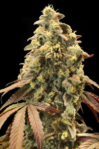 Auto Rainbow Sherbet #11